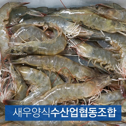 (새우양식수산업협동조합) 신안 흰다리새우 2kg (30~35미내외) 냉동새우